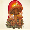 Girls on Shrooms